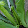 Birds nest fern