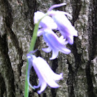 Spanish Bluebell