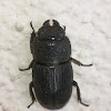 Stag Beetle (♀)