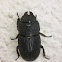 Stag Beetle (♀)