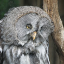 Great Gray Owl Strix nebulosa