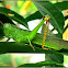 Green Citrus Locust