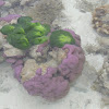 Chlorodesmis Algae