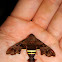 Nessus sphinx moth