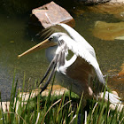 Pink-backed Pelican