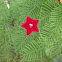 Cypress Vine