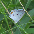 Eastern Tailed-Blue (male)