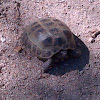 Russian tortoise