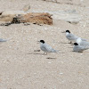 Black–fronted tern