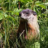 Groundhog -  Marmotte