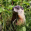 Groundhog -  Marmotte