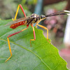 Passion Fruit Bug