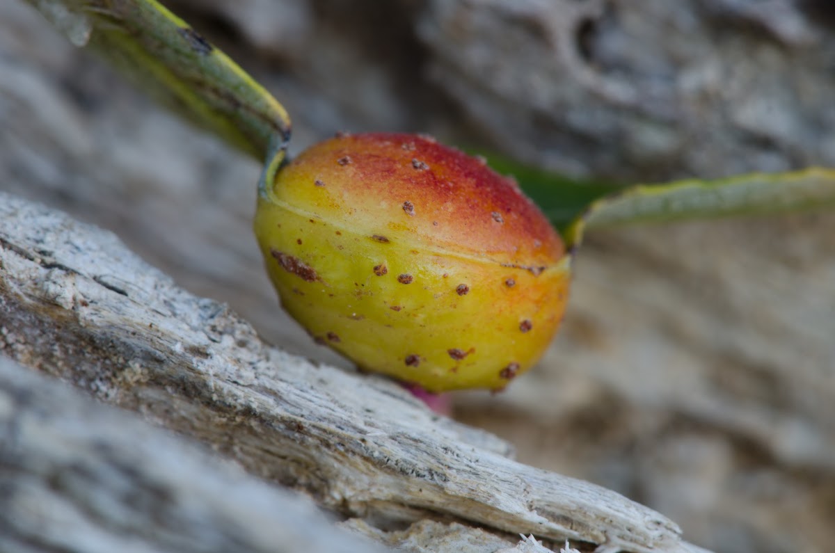 Willow Apple Gall Sawfly