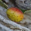 Willow Apple Gall Sawfly