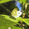 Butterfly - Small Cabbage White