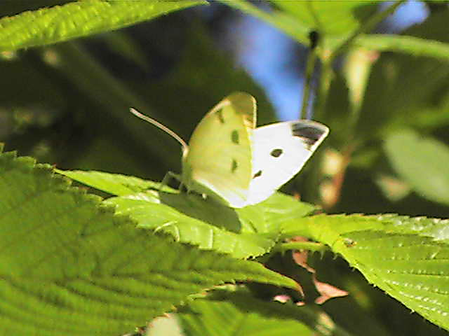 Butterfly - Small Cabbage White