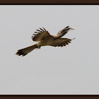 Indian grey hornbill