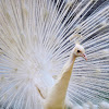 Albino Peacock