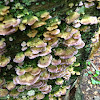 Violet toothed polypore
