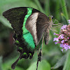 Green-banded Peacock