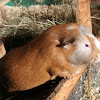 Guinea Pig (Eli + Pebbles)