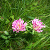 Pink Clover