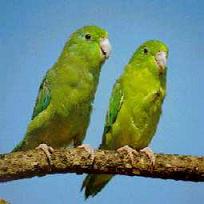 Periquitos Verdes Project Noah