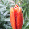 'Crimson Pixie' Asiatic Lily