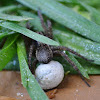 Wolf Spider with egg sac