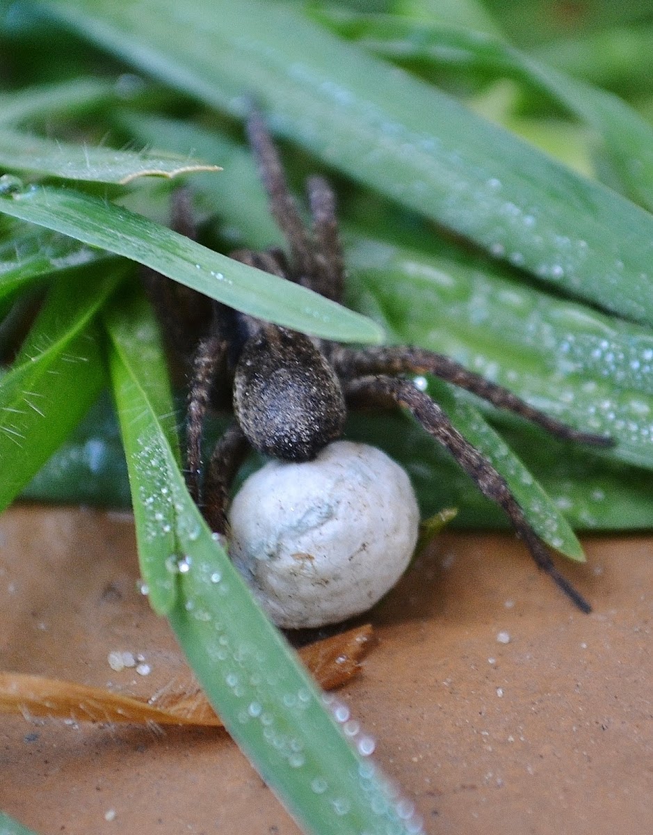 Wolf Spider with egg sac