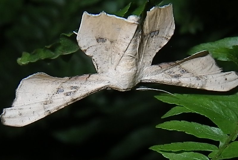 Wisp Wing Moth