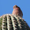 House Finch