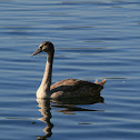 Mute Swan (juvenile)