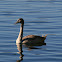 Mute Swan (juvenile)