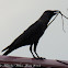 House Crow