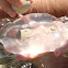 Scyphozoan Jellyfish