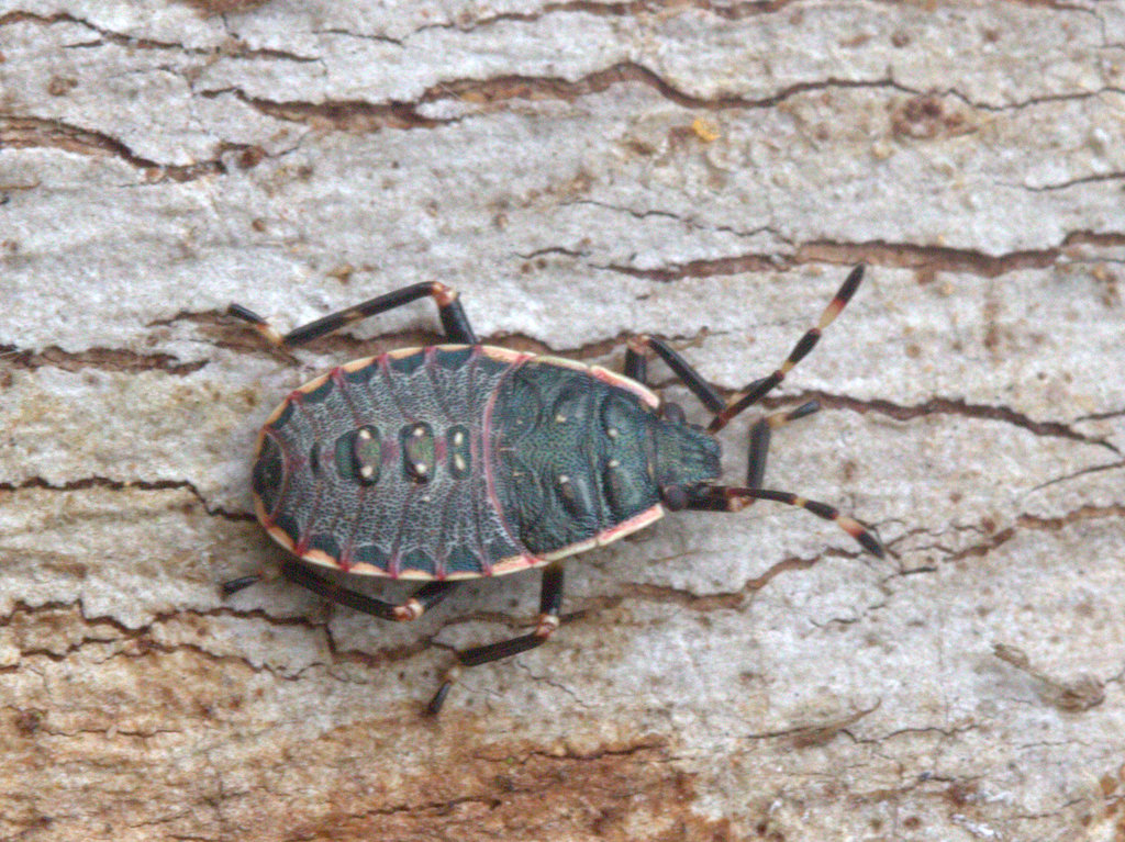Shield bug nymph and adult