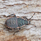 Shield bug nymph and adult
