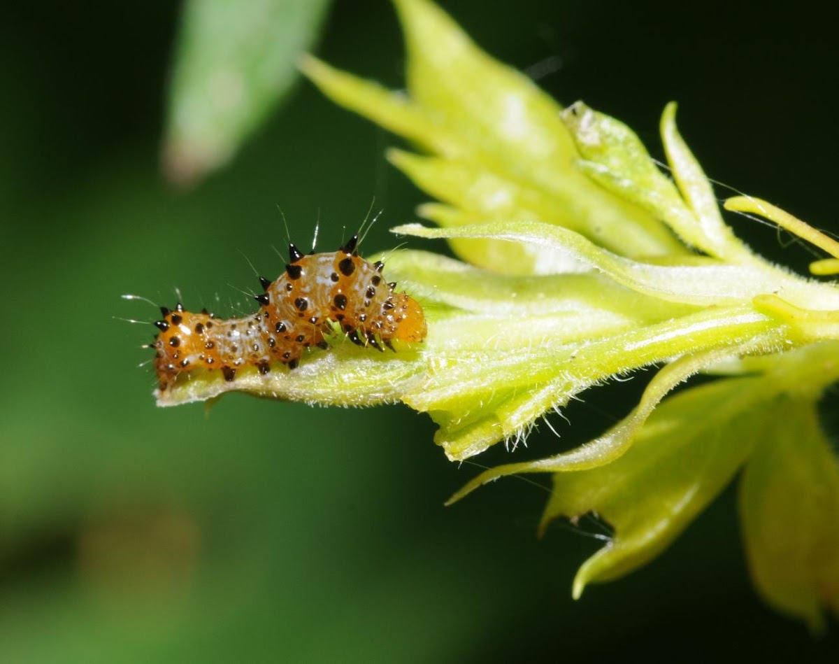Eight-spotted forester moth (larva)