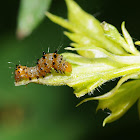 Eight-spotted forester moth (larva)