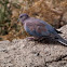 Laughing dove