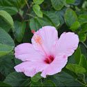 Hibiscus