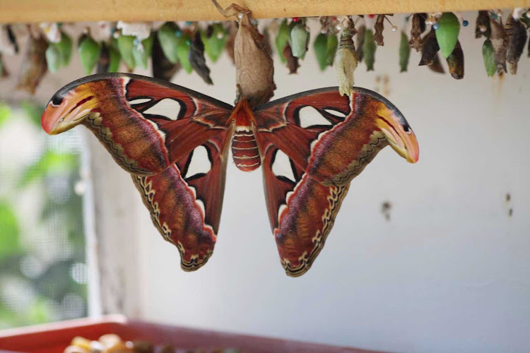 A super-moth (OK, that's not the official name) at the Butterfly Farm in St. Maarten. 