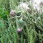 milk thistle