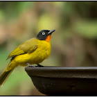 Flame Throated Bulbul