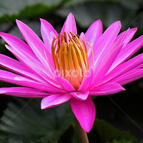 by Helnis Susanto Johannis - Flowers Single Flower