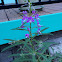 Fireweed