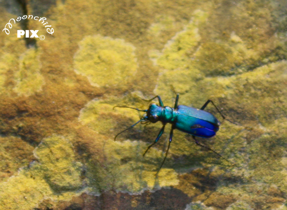 Tiger beetle