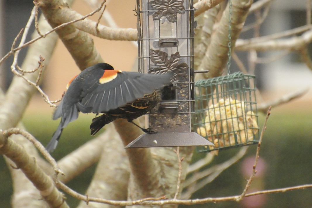 Red-winged Blackbird Flock