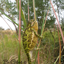 The flap-necked chameleon